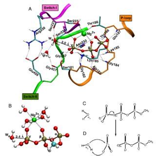 Triphosphate hydrolysis. a Unprotonated methyl triphosphate reactant ...