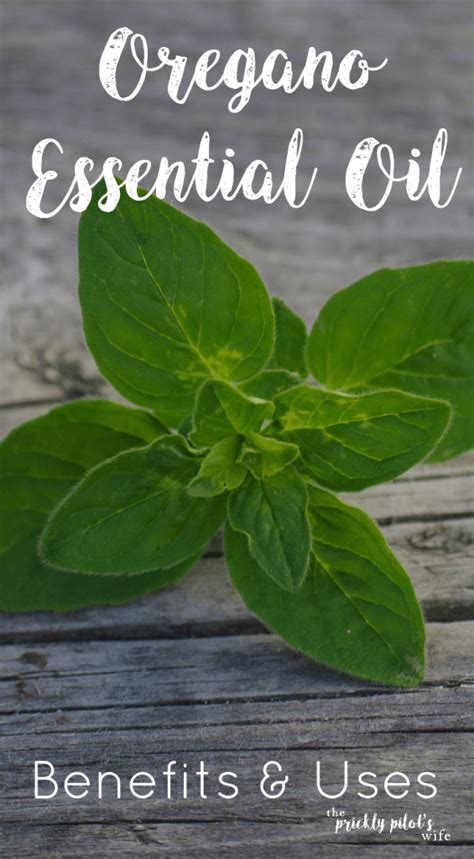 Oregano Essential Oil Benefits And Uses