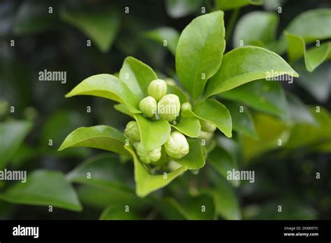 Sweetly Scented White Flowers Of Star Jasmine Or False Jasmine Climbing