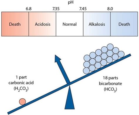 Module Acid Base Balance Flashcards Quizlet