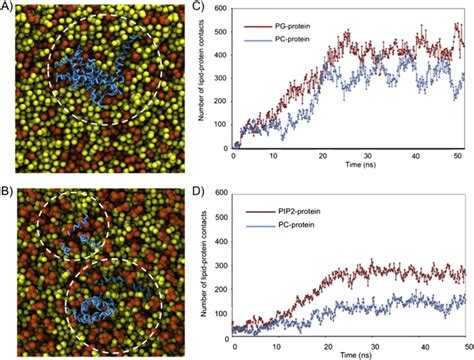 Snapshot Of A Coarse Grain Molecular Dynamics Simulation Of Ah