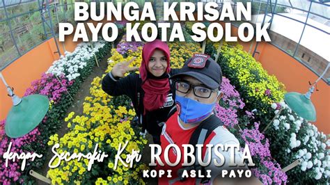 BUNGA KRISAN KOPI ROBUSTA DAN SEJARAH BATU PATAH PAYO KOTA SOLOK