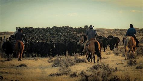 True Ranches: Pursuing sustainability, data traceability and ...