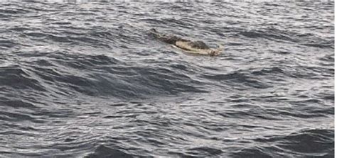 Trovato Cadavere In Mare A Salerno