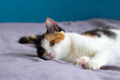 Tortoiseshell Cats: This Mystery "Breed" Isn't What You Think