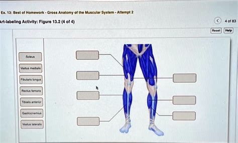 Ex 13 Best Of Homework Gross Anatomy Of The Muscular System