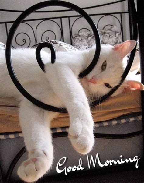 Pin By Diane Briegleb On Romantic Love Good Morning Cat Morning Cat