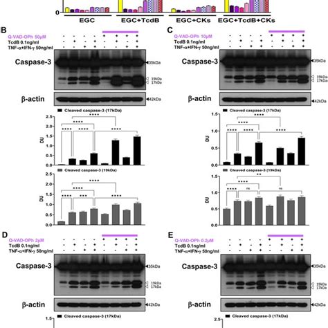 Caspase Inhibition With Z Ietd Fmk Inhibited Apoptosis And Caspase