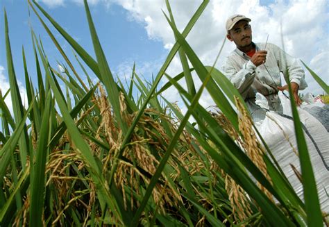 Denuncian Que Se Perdieron De Cosechar Miles De Toneladas De Arroz En