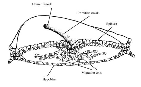 Notes On General Embryology Gastrulation Week Of Development