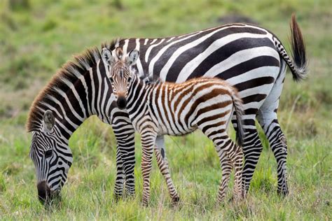 Zebra Crossing - Maya Maymoni