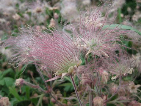 Prairie Smoke Geum Triflorum Rotary Botanical Gardens