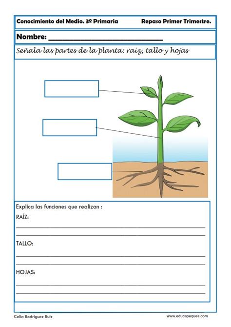 Fichas Conocimiento Del Medio Para Tercero Primaria Clasificación De Las Plantas Partes De La