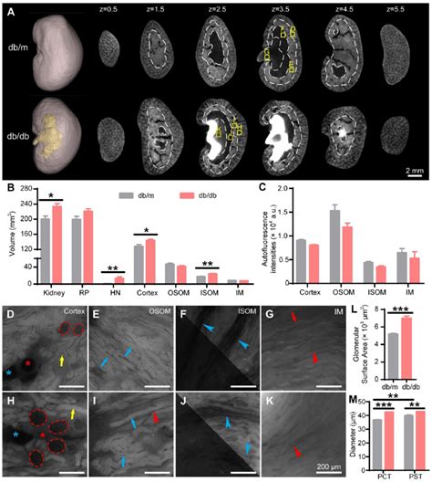 Cryo Micro Optical Sectioning Tomography Cryo Most Imaging Of