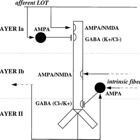 Architecture Of Computer Simulation Of Piriform Cortex 50 Pyramidal