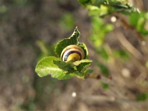 Free Images Nature Branch Leaf Flower Wildlife Green Insect