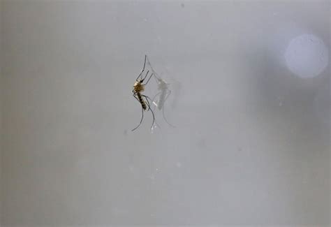 Michoacán Libre De Chikungunya Gracias A La Prevención