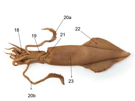 squid outside Diagram | Quizlet