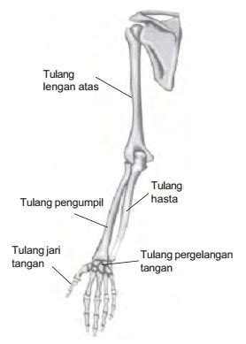 Fungsi Tulang Pengumpil Artikel Belajar Biologi Jagad Id