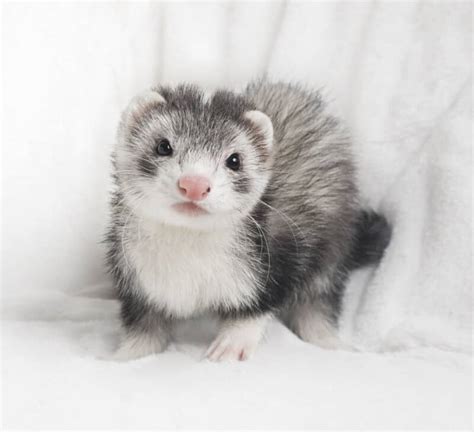 List of All Ferret Breeds! - Ferret Colors, Types and Patterns