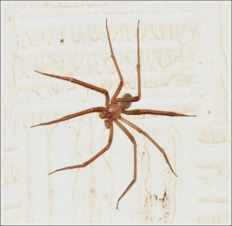 Recluse Spiders (Genus Loxosceles) · iNaturalist.org