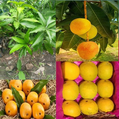 Pyanabi Ratnagiri Alphonso Mango Plant Grafted Height 2 3 Feet Furit