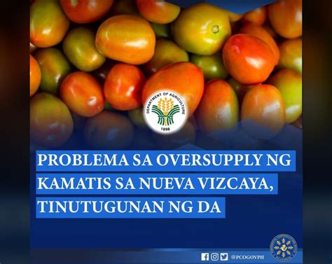 Mga Magsasaka Tutulungan Ng Da Vs Oversupply Ng Kamatis Sa N Vizcaya