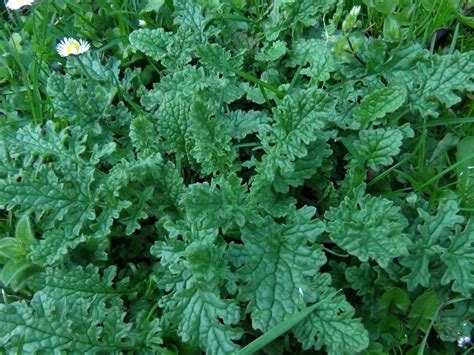 Ragwort , common ragwort, tansy ragwort, benweed, St. James-wort ...