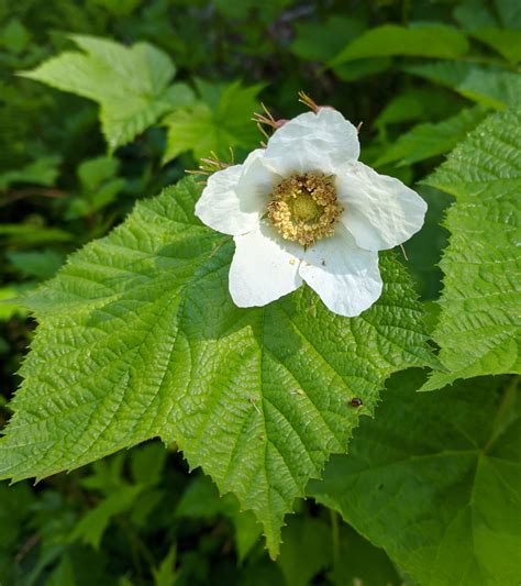 Thimbleberry From Snohomish County WA USA On June 20 2021 At 10 11