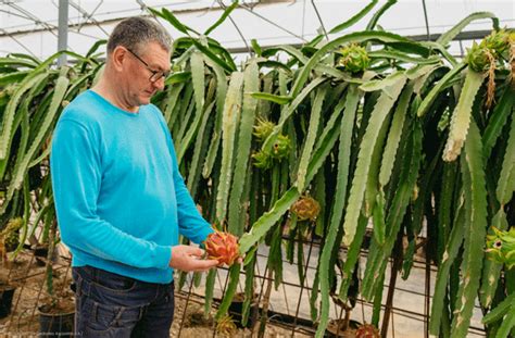 Pitaya en España Descubre cómo cultivar y disfrutar de esta exótica