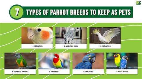 7 Types of Parrot Breeds to Keep as Pets - A-Z Animals