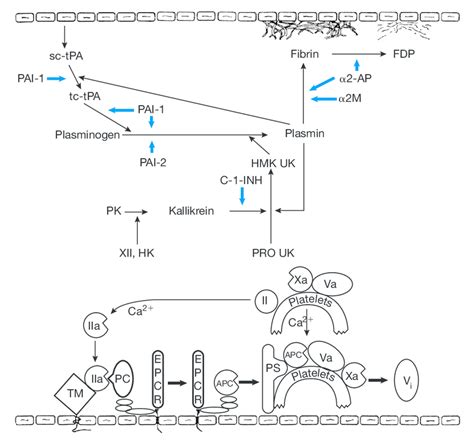 Schematic Representation Of The Anticoagulant And Fibrinolytic Pathways