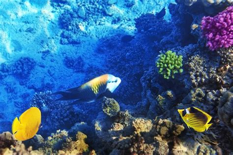 Premium Photo Coral And Fish In The Red Sea Egypt Africa