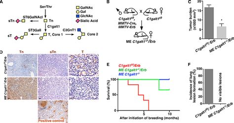 Lack Of Core 1 O Glycosylation Inhibits Breast Cancer Progression In