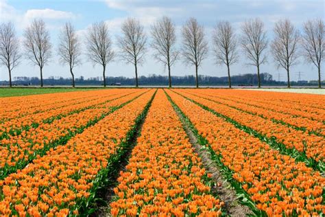 Pole Colourful Tulipany W Holandia Wiosna Czas Kwitnie W Keukenhof