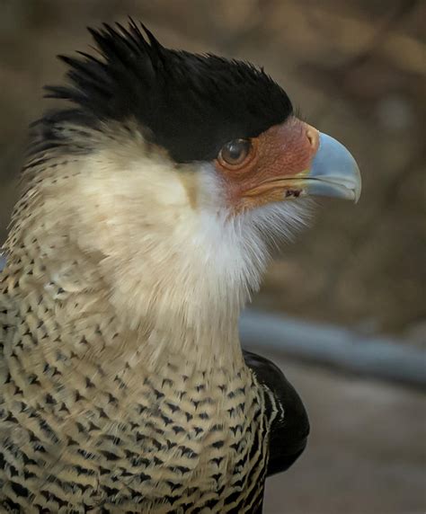 Crested Caracara Photograph By David Pine Fine Art America