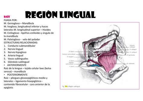 Región Lingual - Para exposición - RAÍZ REGIÓN LINGUAL FIJADA POR: M ...