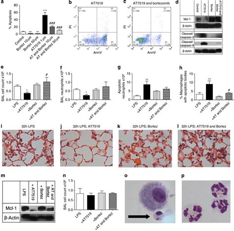 Proteasomal Inhibition Attenuates AT7519 Induced Myeloid Cell Leukemia