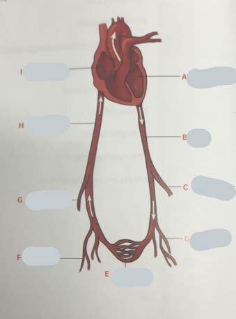 Arterial Hemodynamics Lecture Flashcards Quizlet