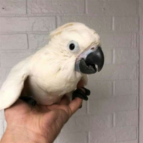 Baby Sulphur Crested Cockatoo Parrots For Sale Exoticglobalbirdsfarm