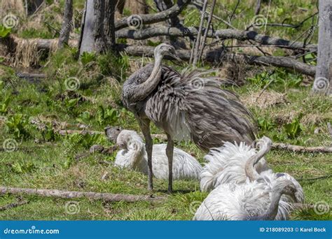 Le Grand Rhea Rhea Americana Oiseaux Naturels Et Leucistiques Image