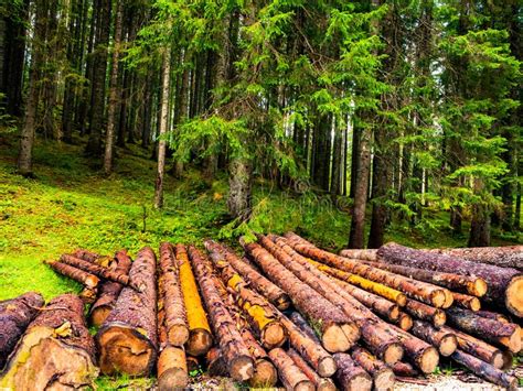 Troncos Das Rvores Cortadas Na Floresta Foto De Stock Imagem De