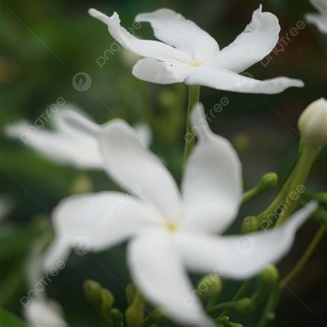 Background Bunga Melati Putih Di Taman Yang Indah Putih Bunga Melati