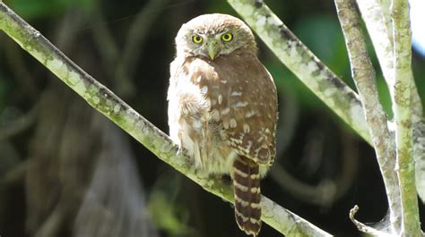 Foto Cabur Glaucidium Brasilianum Por Belgrano Rekowsky Wiki Aves