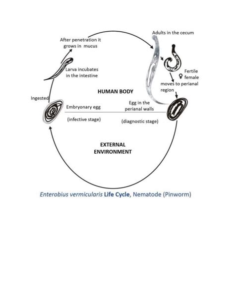 Enterobius Vermicularis Pdf