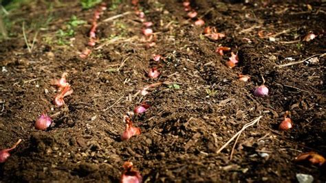 How to grow garlic from a clove - simple steps