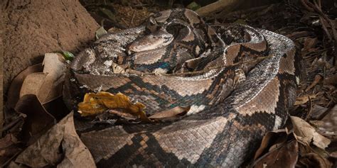 Large Reticulated Python In Kaeng Krachan