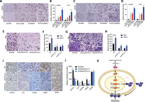 Wnt4tcf7l1 Upregulate Cell Migration And The Ned Of Pca Cells Ad Cell