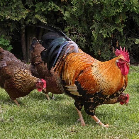 10 Awesome Rooster Breeds - Pampered Chicken Mama: Raising Backyard Chickens