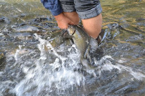 CT: 'Tagal' Ikan Kelah @ Sungai Moroli Kg. Luanti, Ranau